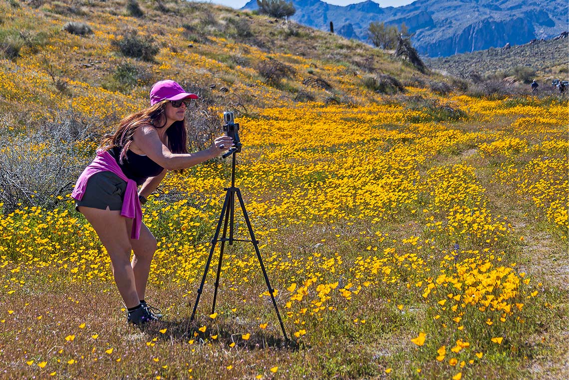 Capturing the wildflowers blooming in Arizona Spring 2024